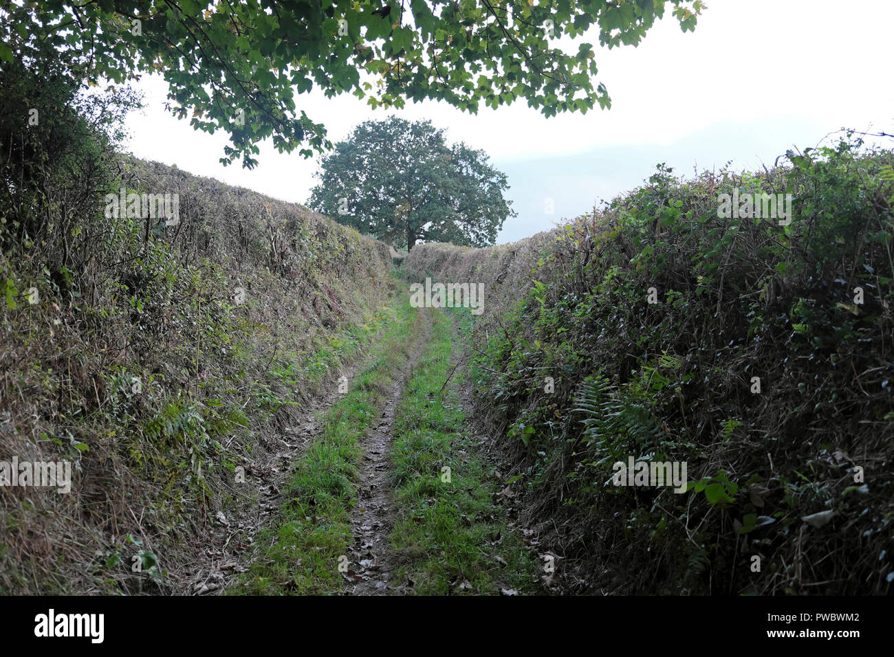 Ländliche Devon Track mit hohen beidseitigen Hecken Futter ein Fußweg in der englischen Landschaft im Herbst England UK KATHY DEWITT Stockfoto