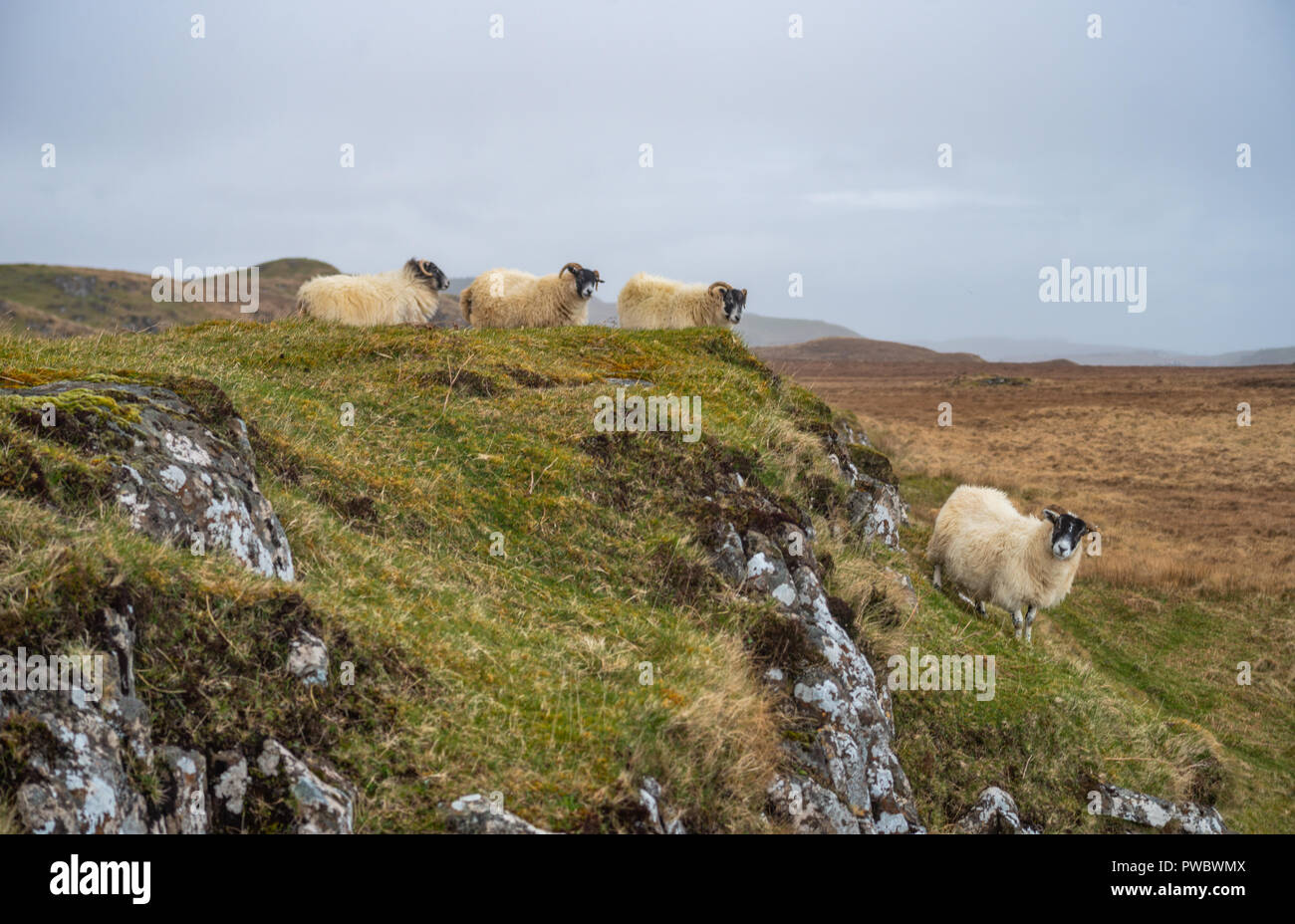 Schafe auf einer steilen Klippe in der Nähe von Lealt fällt, Isle Of Skye, Schottland, Großbritannien Stockfoto