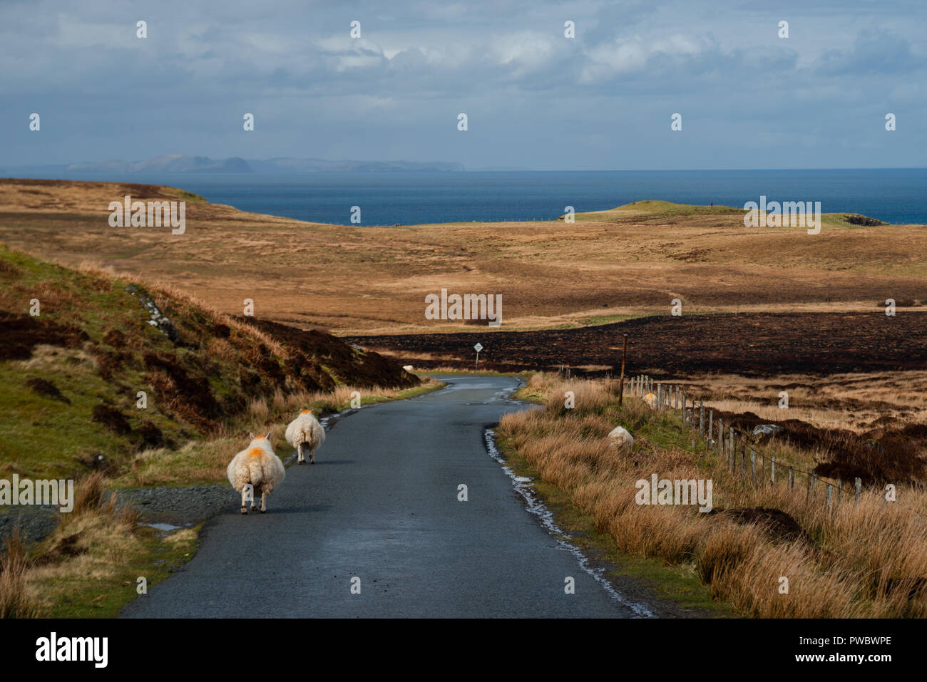Schafe auf einem malerischen Road (A855), auf der Insel Skye, Schottland, Großbritannien Stockfoto