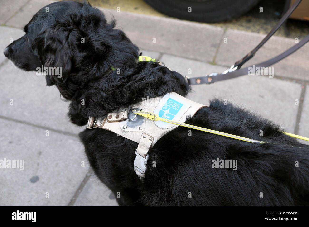 Schwarze Hund für Blinde trägt einen Kabelbaum geduldig in der Straße warten auf einen Bus UK KATHY DEWITT Stockfoto