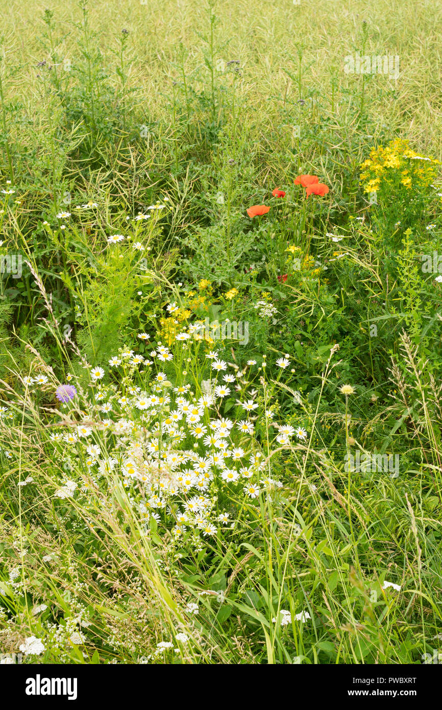 Eine Mischung aus wilden Blumen an der Seite eines kultivierten Feld in der Haute-Marne, Frankreich, Europa Stockfoto