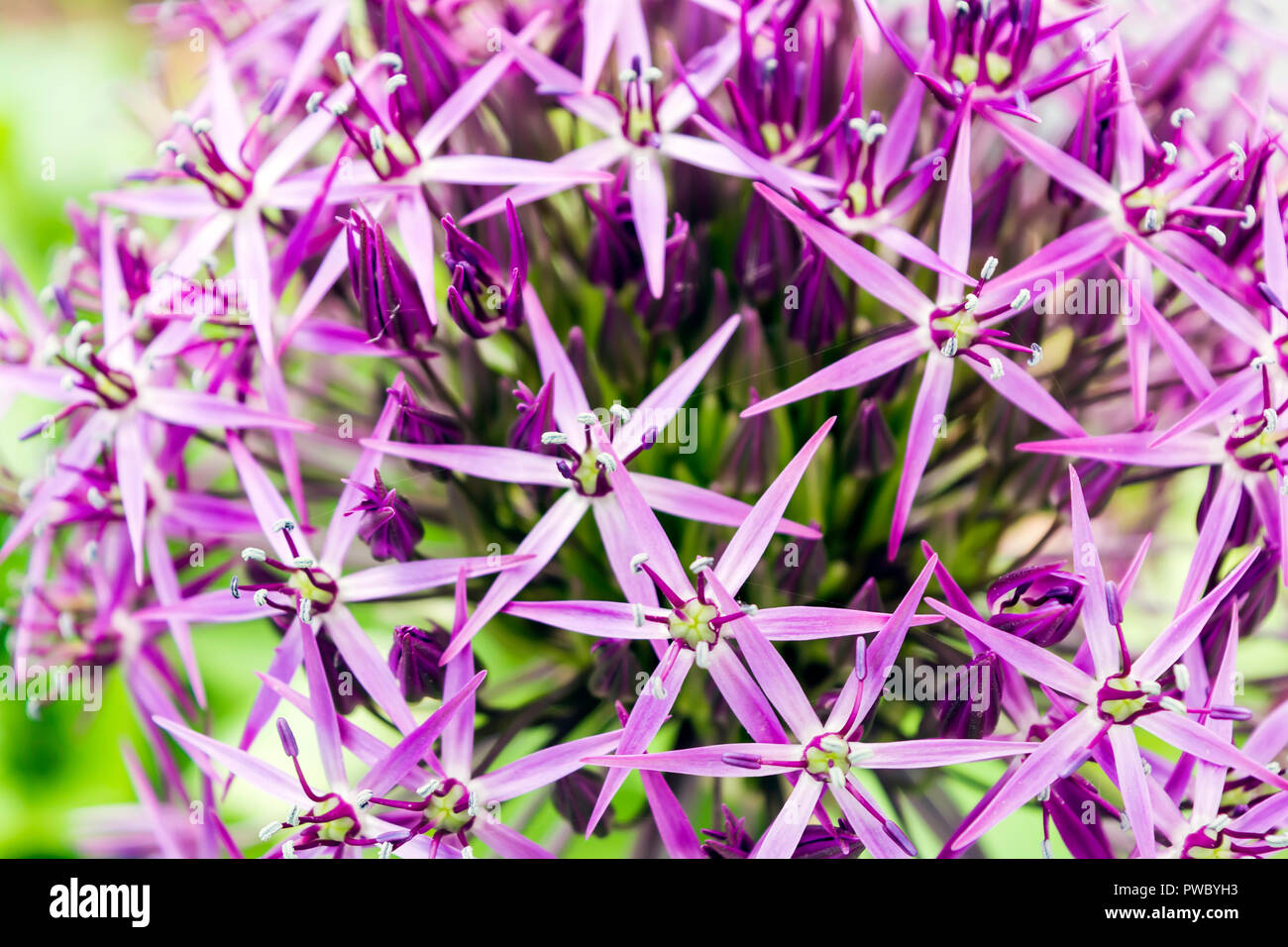 Die purpurrote Kugel Blume namens Allium cristophii, Persische, Zwiebel oder Stern in Persien. Es ist eine Art von Zwiebel obwohl als Zierpflanze angebaut Stockfoto