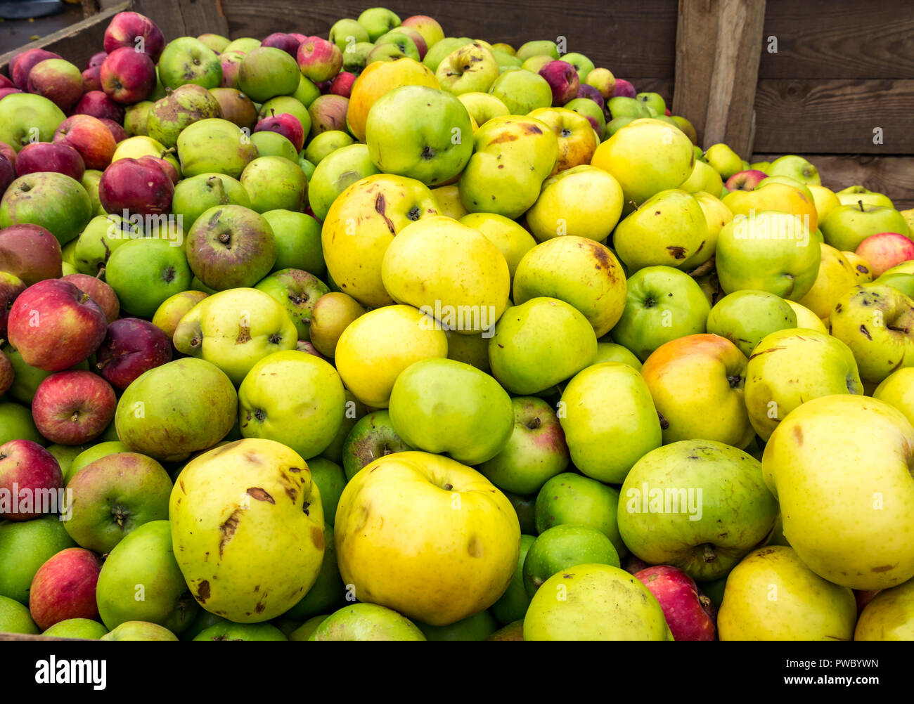 Nahaufnahme einer großen Holzkiste mit gesammelten Äpfeln, East Lothian, Schottland, Großbritannien Stockfoto