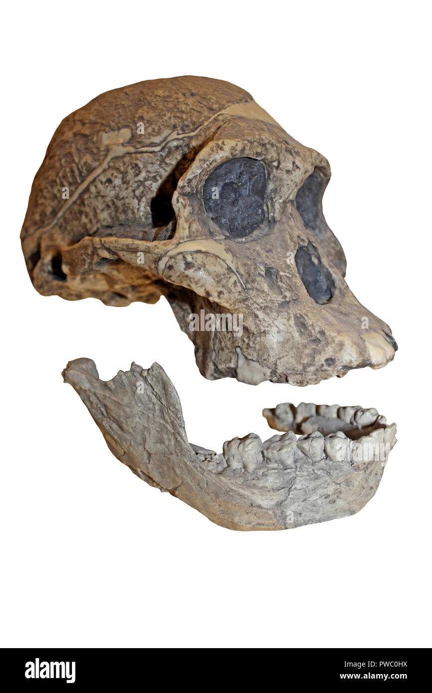 Frau Ples Australopithecus africanus Stockfoto