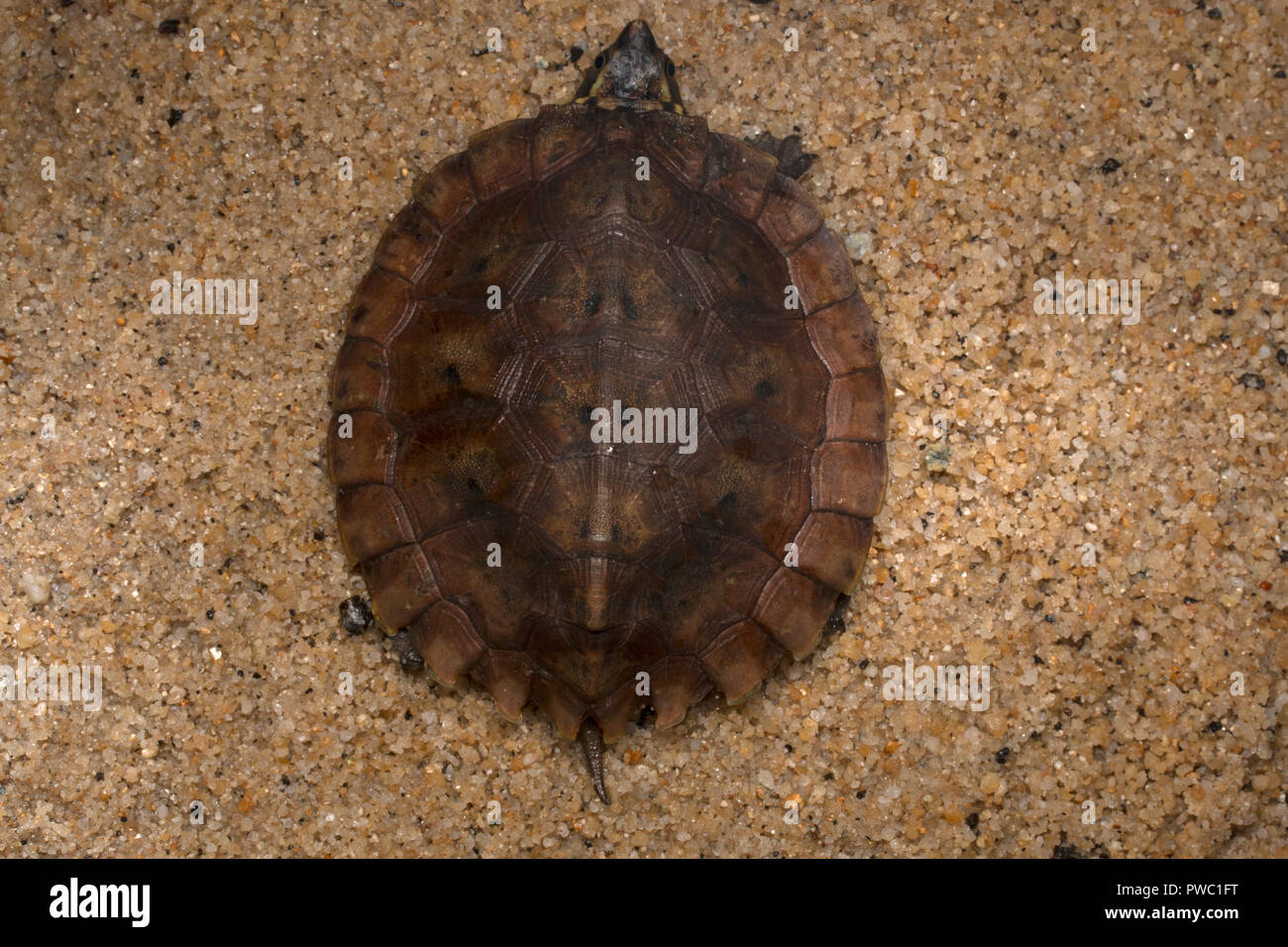 Malaiische Flat-Shelled Schildkröte (Notochelys platynota) Stockfoto