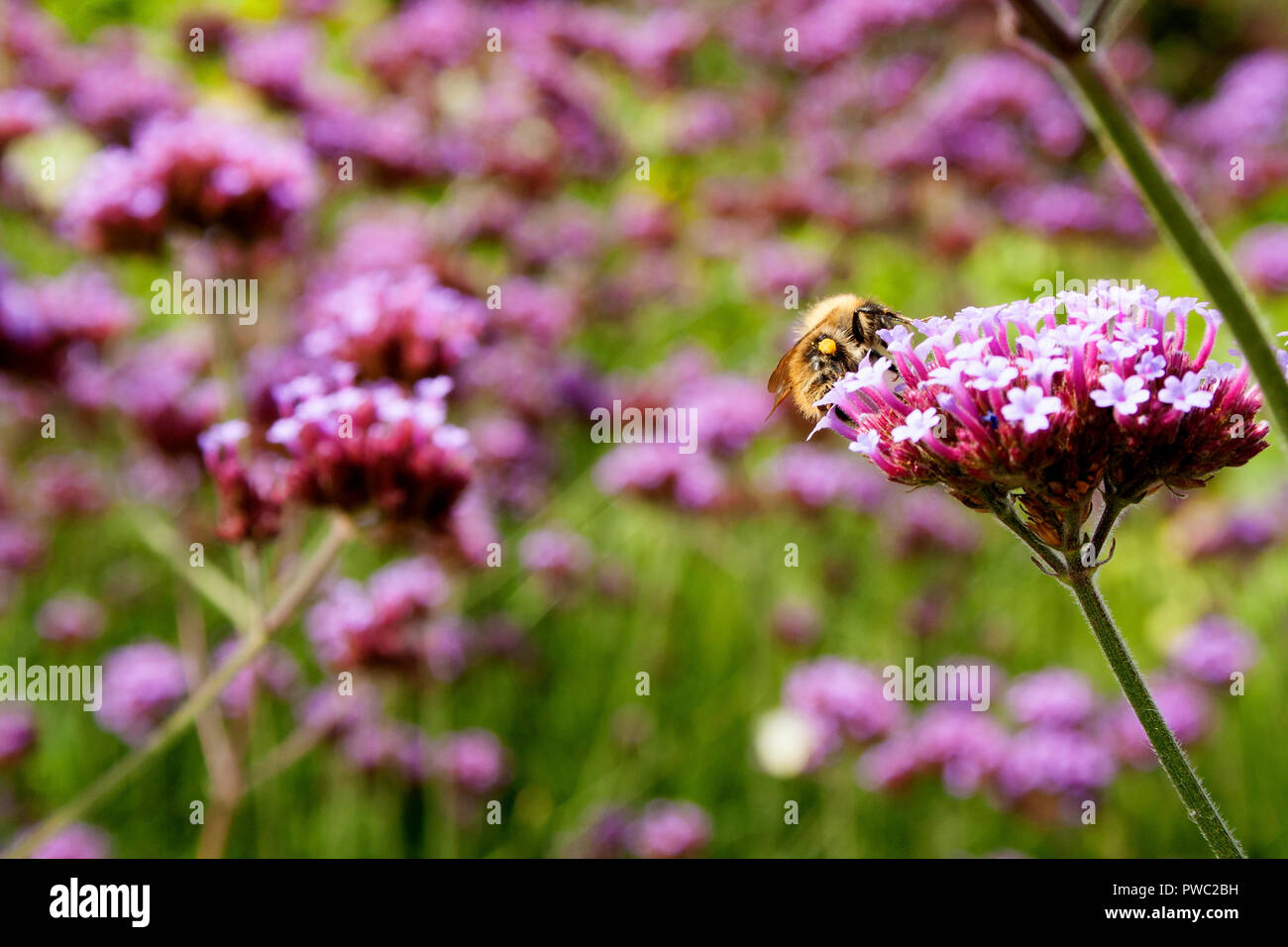 Biene sammelt Pollen aus dem Argentinischen Vervain (Verbena Bonariensis) Stockfoto