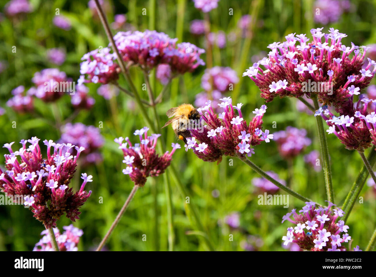 Biene sammelt Pollen aus dem Argentinischen Vervain (Verbena Bonariensis) Stockfoto