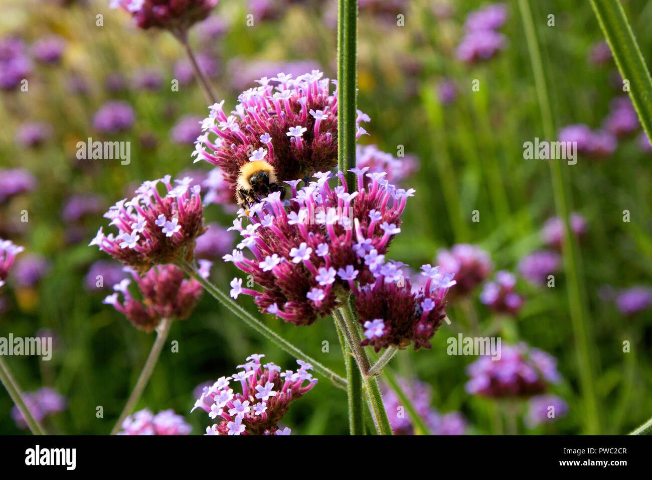 Biene sammelt Pollen aus dem Argentinischen Vervain (Verbena Bonariensis) Stockfoto