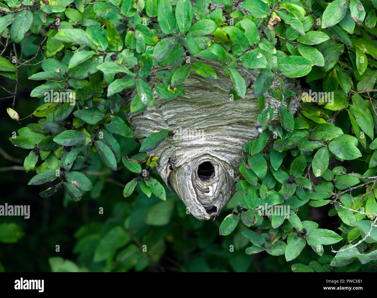 Kahlen konfrontiert Hornet, Dolichovespula maculata, Nest im Baum. Keine echte Hornet, es ist eine Art von yellowjacket Wespe. Stockfoto