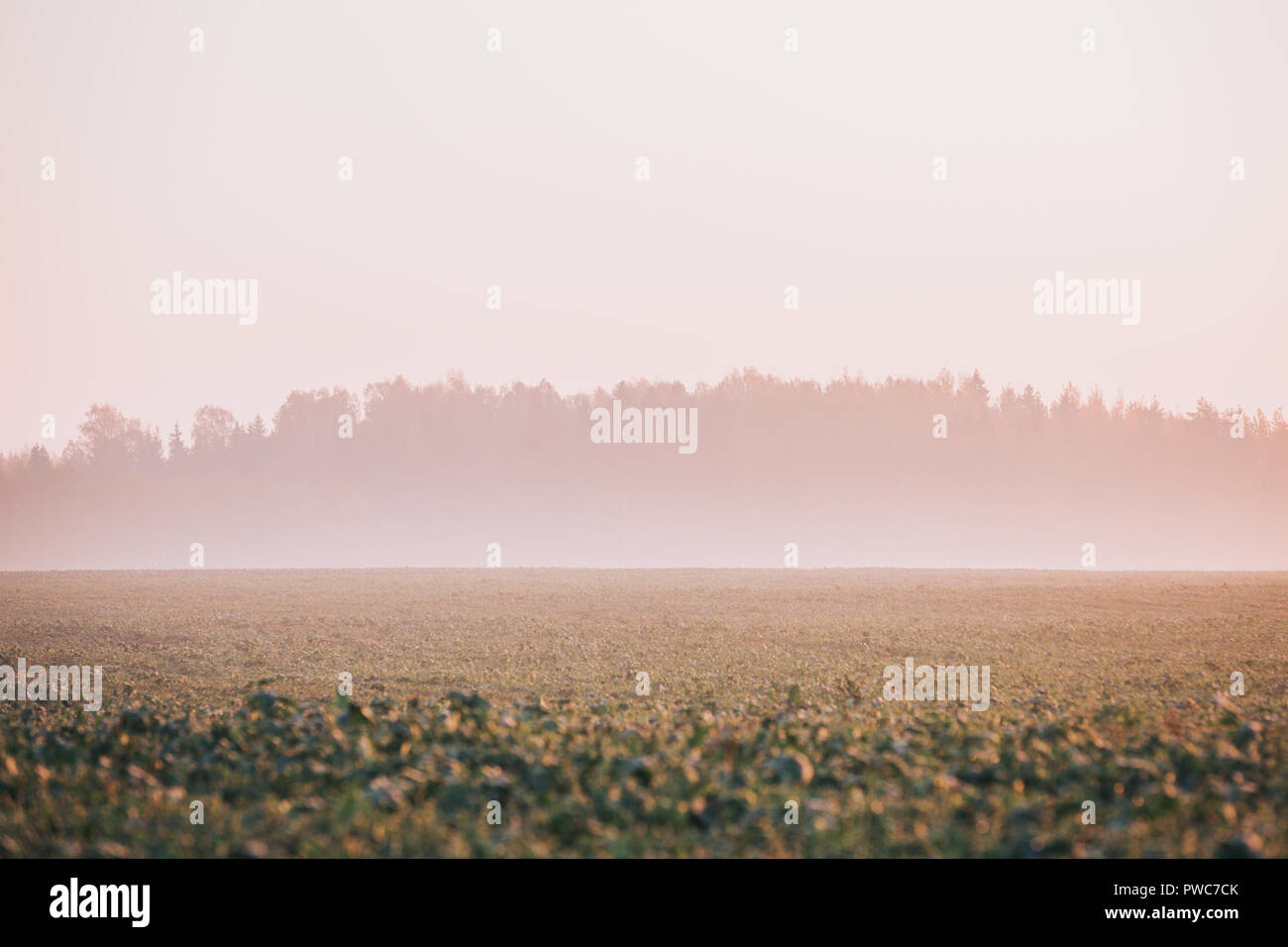 Getreidefeld mit Wald im Hintergrund, im Nebel. Sonnige Herbst am frühen Morgen Szene. Stockfoto