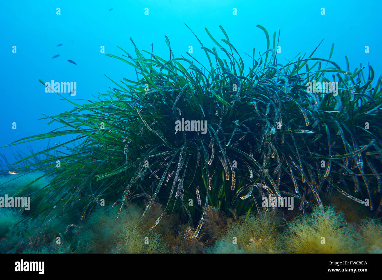 Unterwasser Szene mit Neptun Seegras (Posidonia oceanica) wiesen in Ses Salines Naturpark (Formentera, Balearen, Spanien) Stockfoto