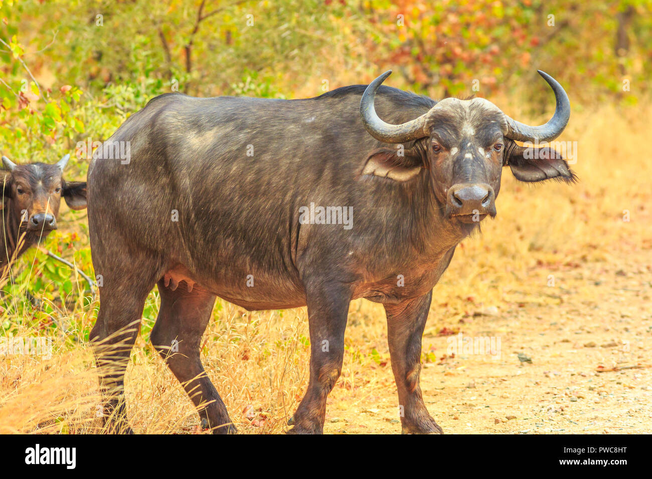 Männchen der afrikanischen Büffel Art Syncerus caffer, in der Natur stehen, trockenen Jahreszeit. Krüger Nationalpark in Südafrika. Der Büffel ist eine große afrikanische Rinder Teil der beliebten Big Five. Stockfoto