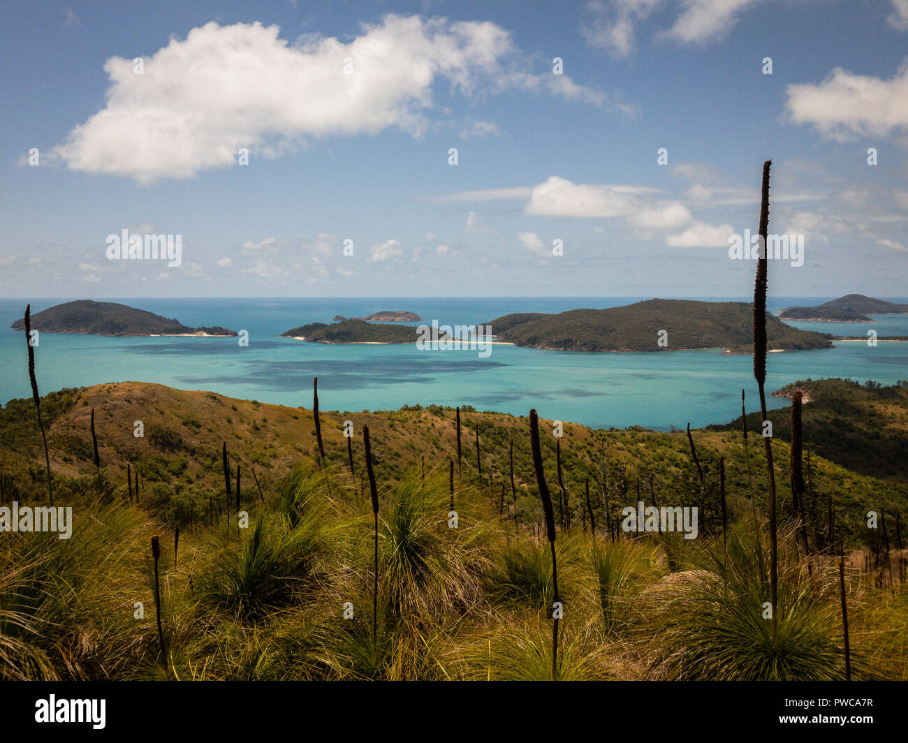 Über die Whitsundays durch das Gras Bäume Stockfoto