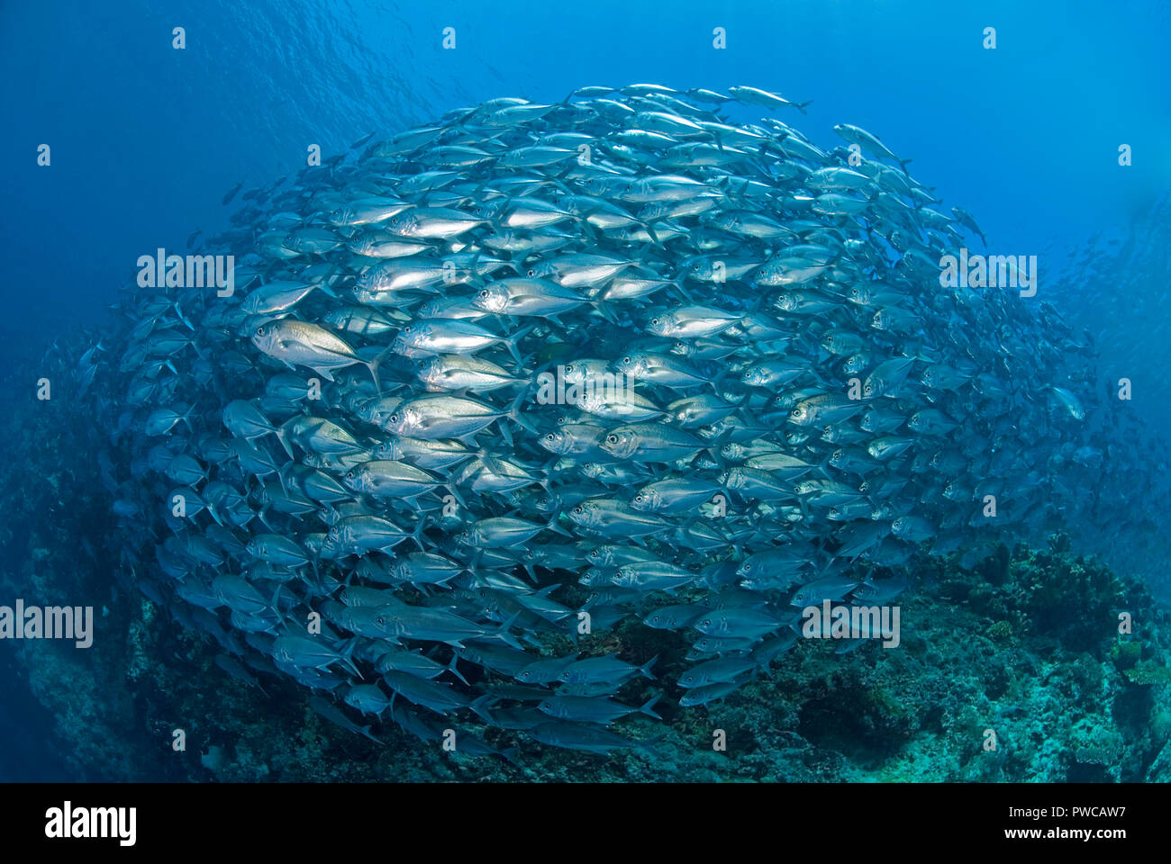 Großaugen-Buchsen (Caranx sexfasciatus), große Schule, Insel Sipadan, Sabah, Borneo, Malaysia Stockfoto
