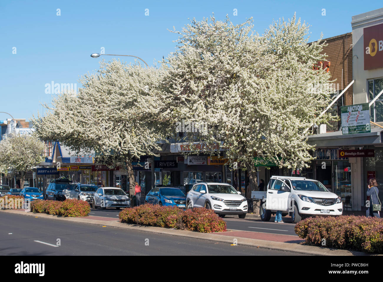 Zierpflanzen Frühling blühende Bäume (evtl. Birne) line Sommer Straße, aka der Mitchell Highway in Orange, New South Wales, Australien Stockfoto