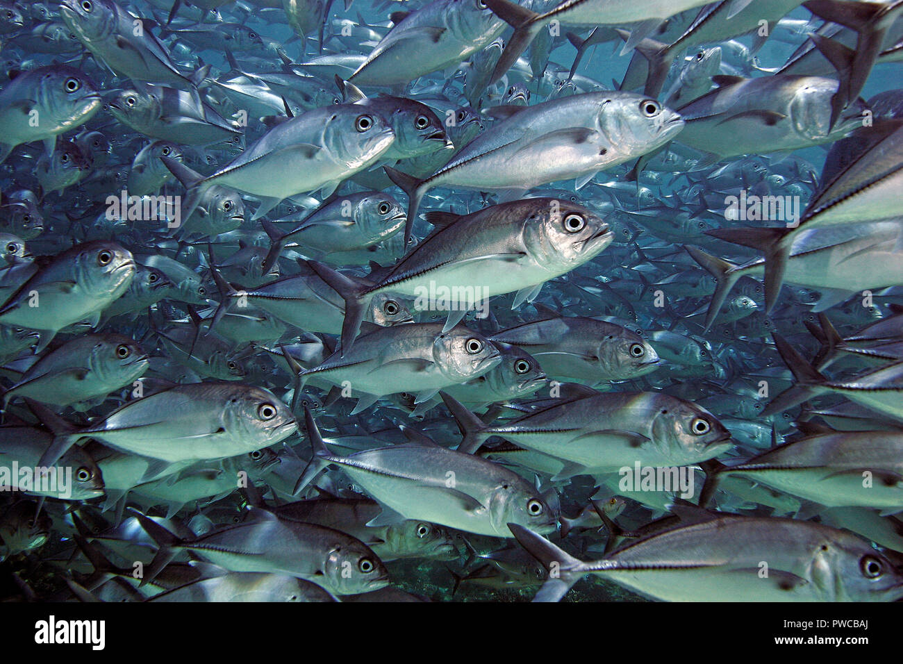 Großaugen-Buchsen (Caranx sexfasciatus), große Schule, Mabul Island, Borneo, Malaysia Stockfoto