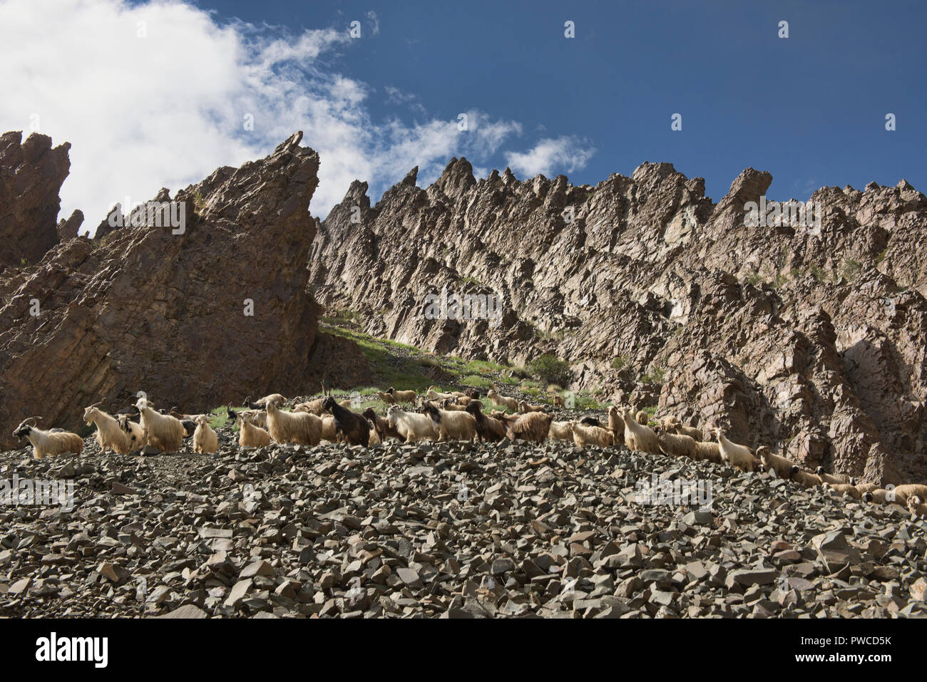 Neugierige Ziegen und Schafe in der Nähe des Tar-La Pass, Ladakh, Indien Stockfoto