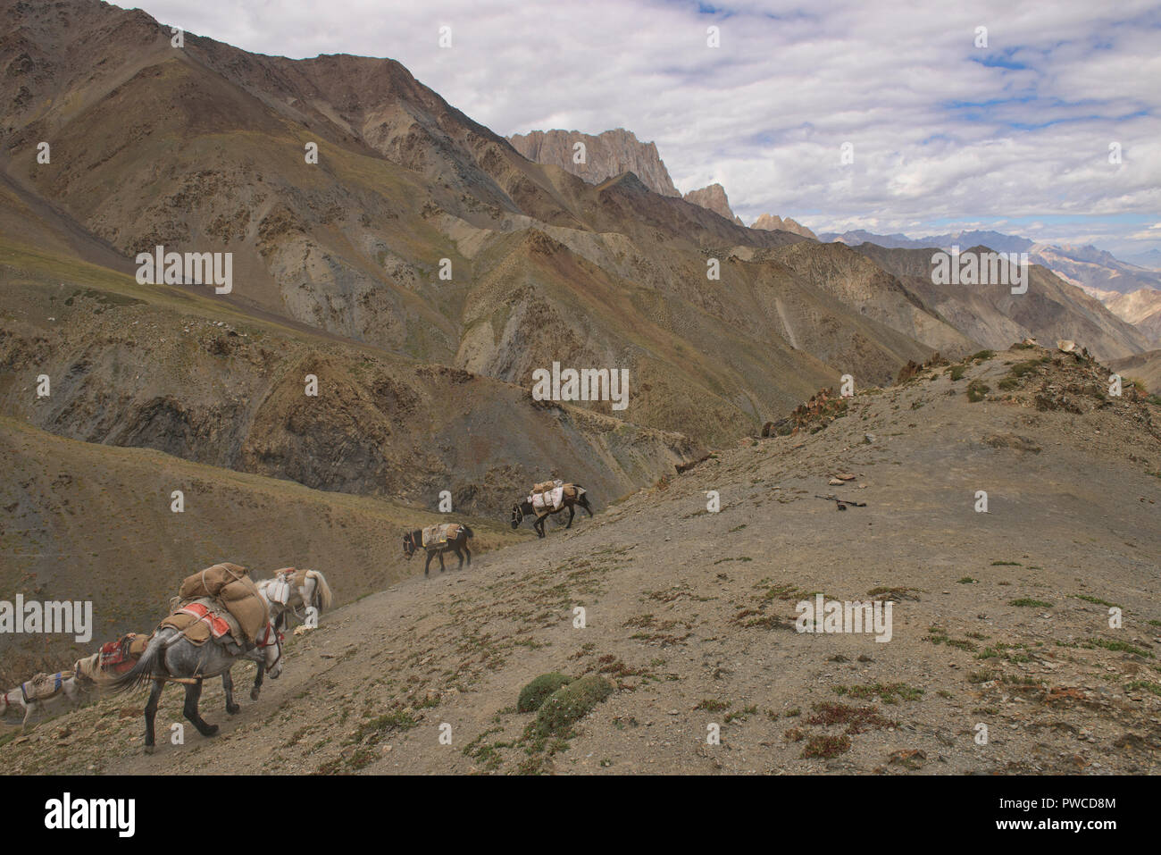 Pack Pferde absteigend die Dundunchen La Pass, Ladakh, Indien Stockfoto
