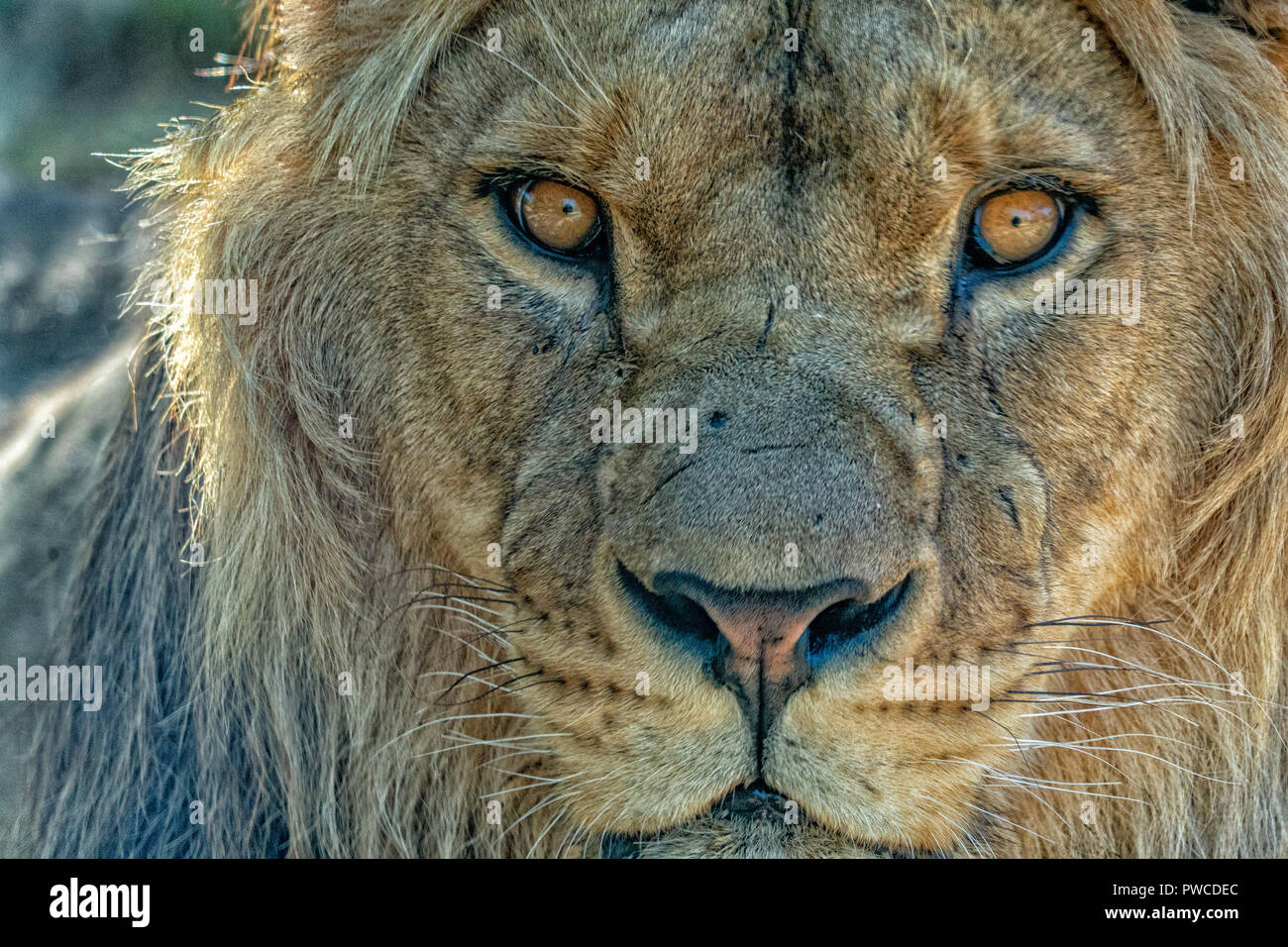 Männliche Löwe Augen schließen sich ausführlich auf Sie auf der Suche Stockfoto