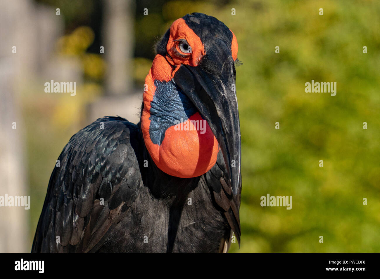 Terrestrische calao hornbill Vogel portrait Stockfoto