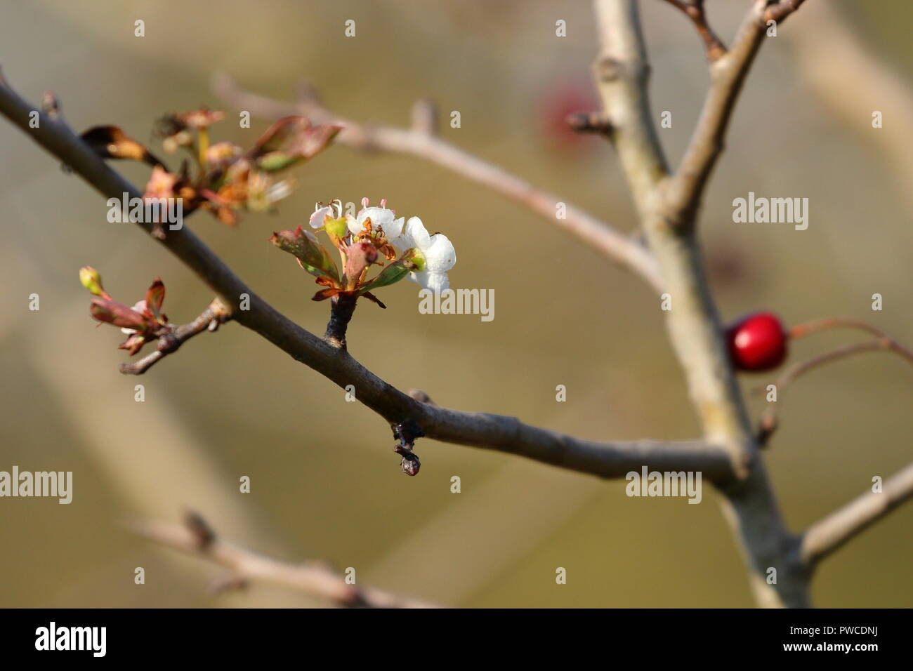 Blühender Baum im Herbst, Wunder der Natur Stockfoto