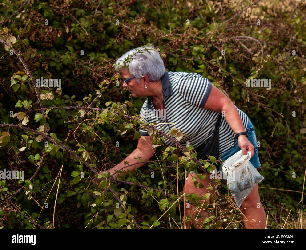 Eine ältere Frau, die mit dem grauen Haar sammeln Brombeeren aus einem Busch in einem ökologischen Landbau Plantage Stockfoto