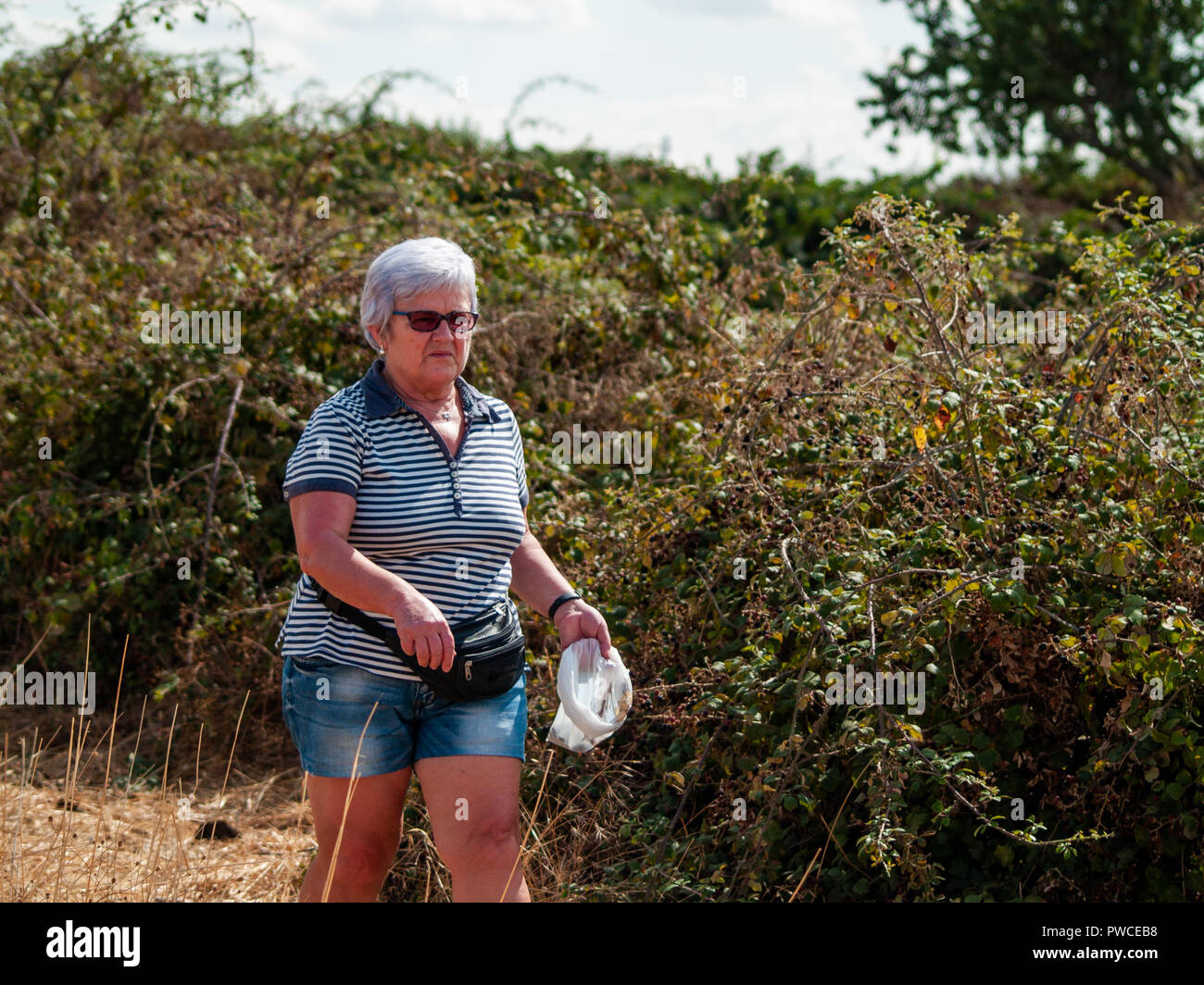 Eine ältere Frau, die mit dem grauen Haar sammeln Brombeeren aus einem Busch in einem ökologischen Landbau Plantage Stockfoto