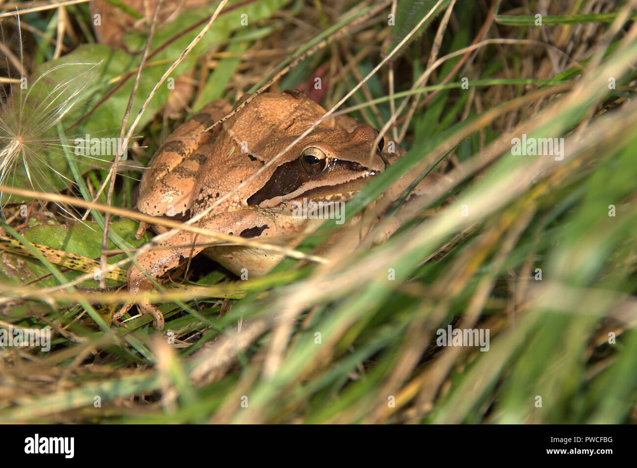 Gelbe Frosch mit schwarzen Details auf der Haut, haben große Augen, sie versteckt im Gras Stockfoto