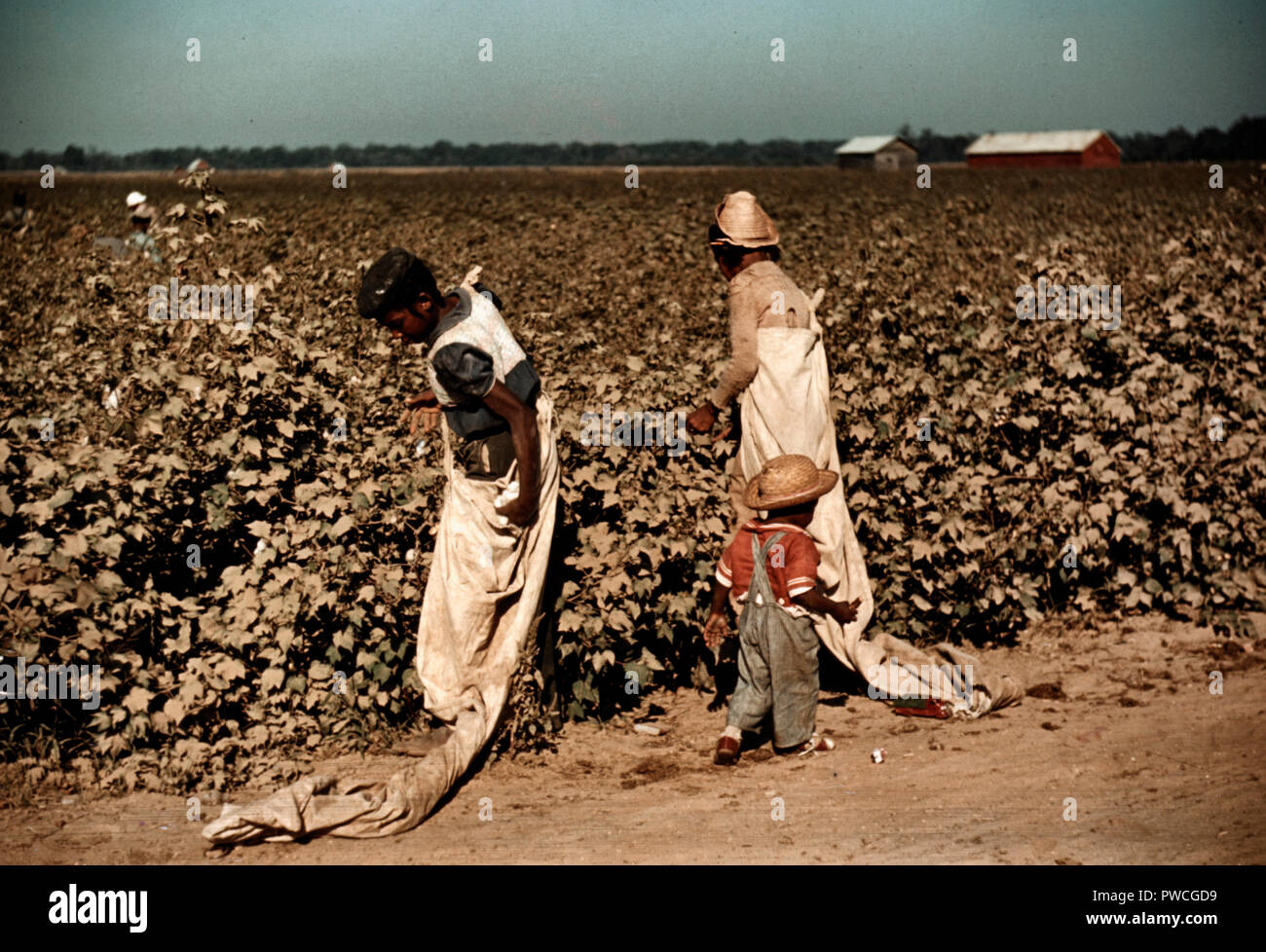 Tagelöhner Baumwolle pflücken, in der Nähe von Clarksdale, Mississippi, ca. 1939 Stockfoto