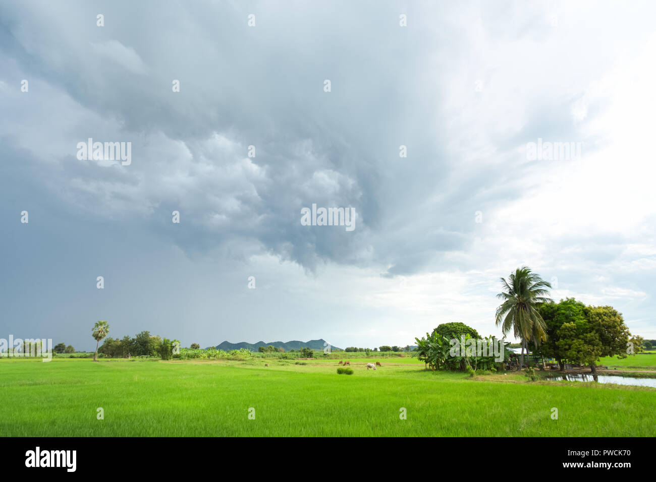 Grüne Reisfelder in einem bewölkten Tag Provinz Sukhothai, Thailand Stockfoto