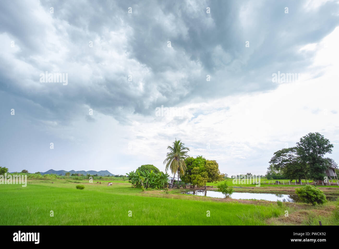Grüne Reisfelder in einem bewölkten Tag Provinz Sukhothai, Thailand Stockfoto