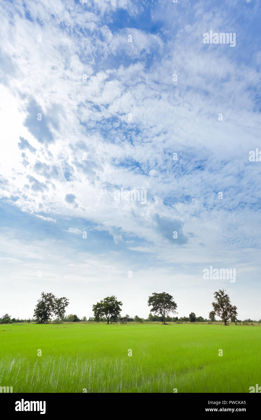 Grüne Reisfelder mit minimaler Baum in einem bewölkten Tag Provinz Sukhothai, Thailand Stockfoto