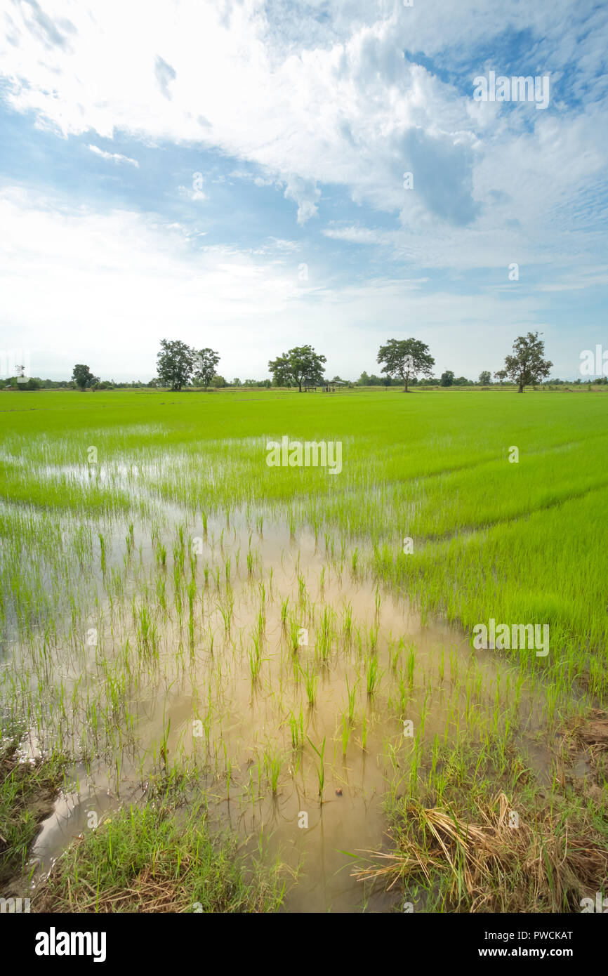 Grüne Reisfelder in einem bewölkten Tag Provinz Sukhothai, Thailand Stockfoto