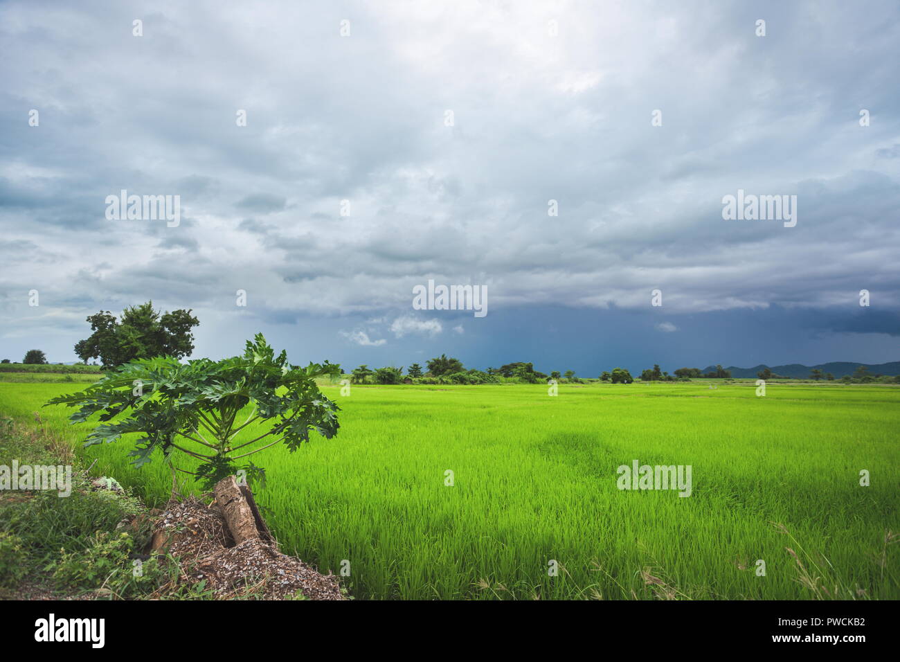 Grüne Reisfelder in einem bewölkten Tag Provinz Sukhothai, Thailand Stockfoto