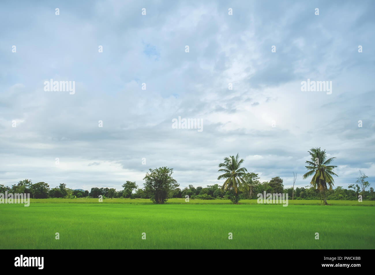 Grüne Reisfelder mit minimaler Baum in einem bewölkten Tag Provinz Sukhothai, Thailand Stockfoto