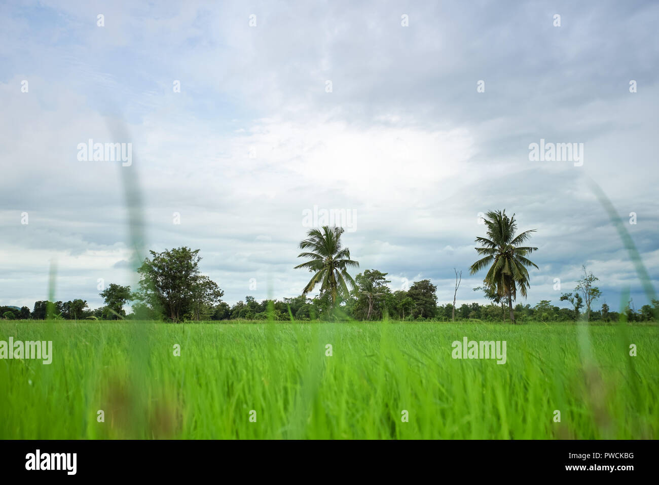 Grüne Reisfelder mit minimaler Baum in einem bewölkten Tag Provinz Sukhothai, Thailand Stockfoto