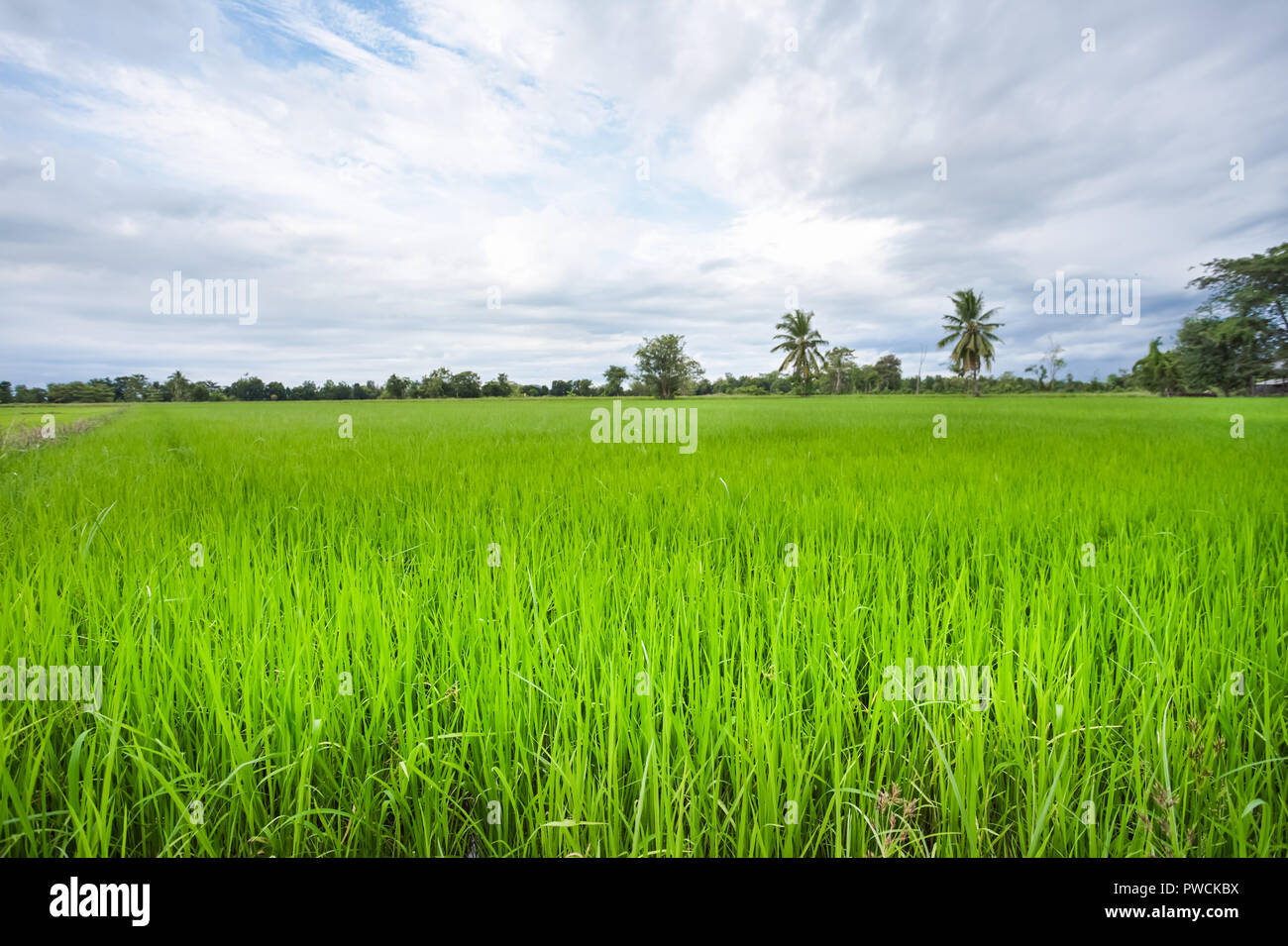 Grüne Reisfelder in einem bewölkten Tag Provinz Sukhothai, Thailand Stockfoto