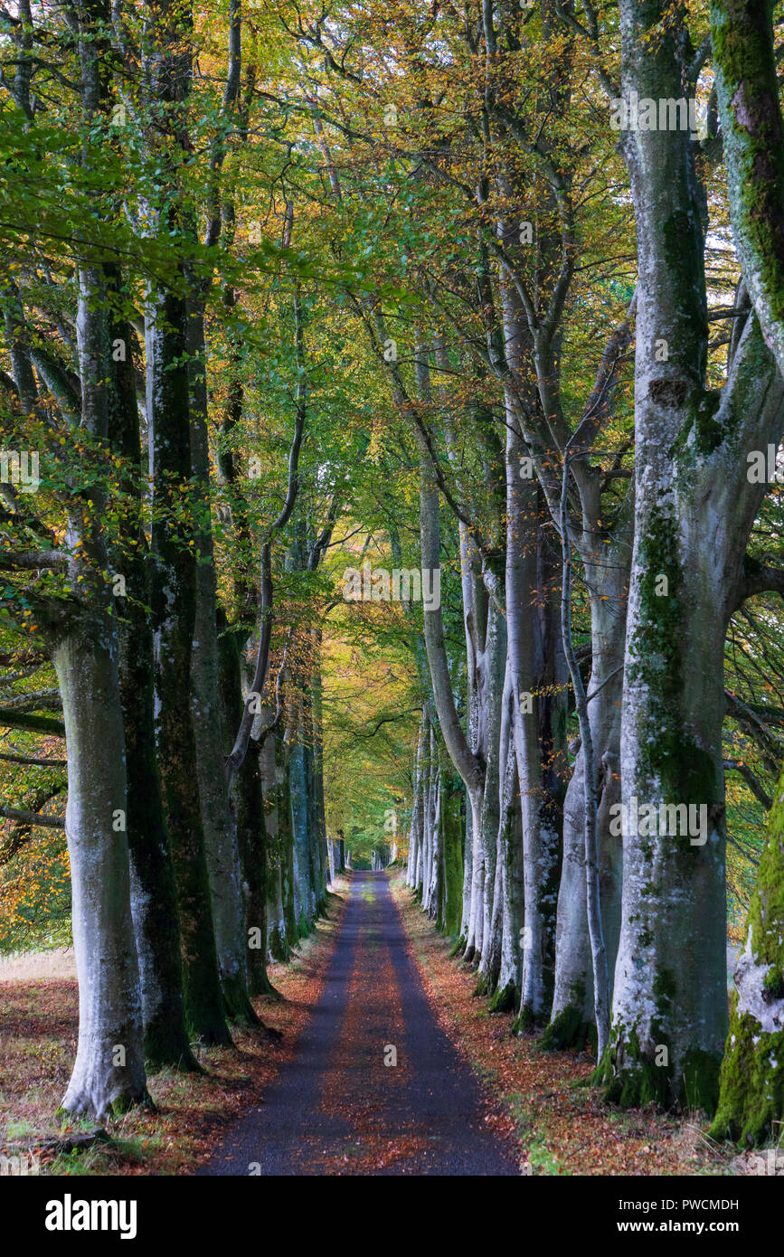 Blick auf den von Bäumen gesäumten Avenue Ansatz von Drummond Castle Garten im Herbst in Crieff, Schottland, Großbritannien Stockfoto