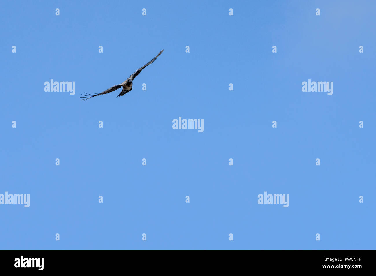 Schöner Vogel fliegen frei im Himmel wie ein Adler oder Taube oder Crow Wing verbreiten Stockfoto