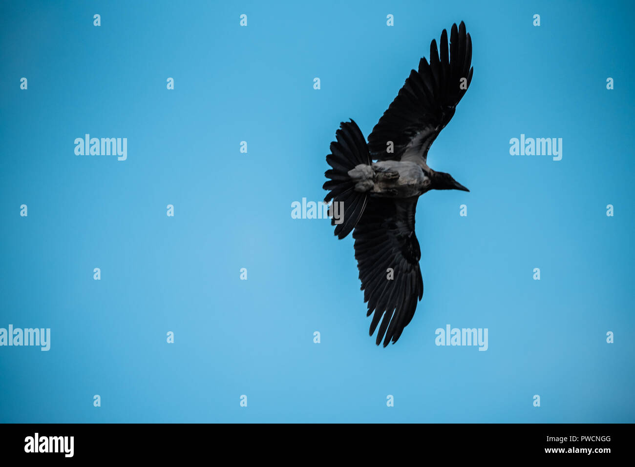 Schöner Vogel fliegen frei im Himmel wie ein Adler oder Taube oder Crow Wing verbreiten Stockfoto