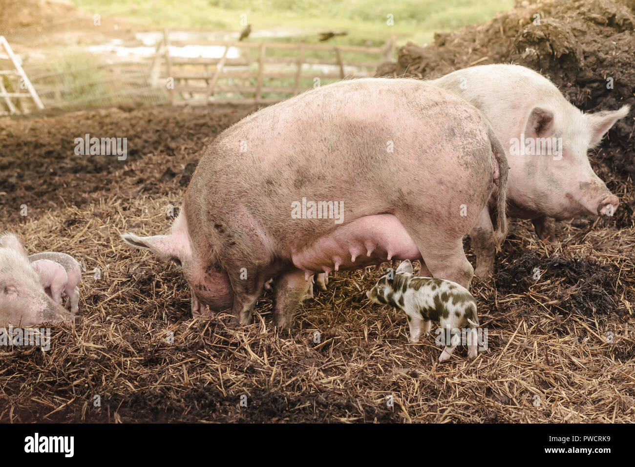 Rosa Elternteil Schweine sind Saugen ein wenig Bunte Bentheimer Schwein auf einem Bauernhof Hintergrund Stockfoto
