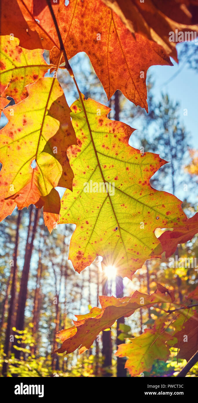 Blätter im Herbst gegen die Sonne, Farbe Tonen angewendet, selektive konzentrieren. Stockfoto