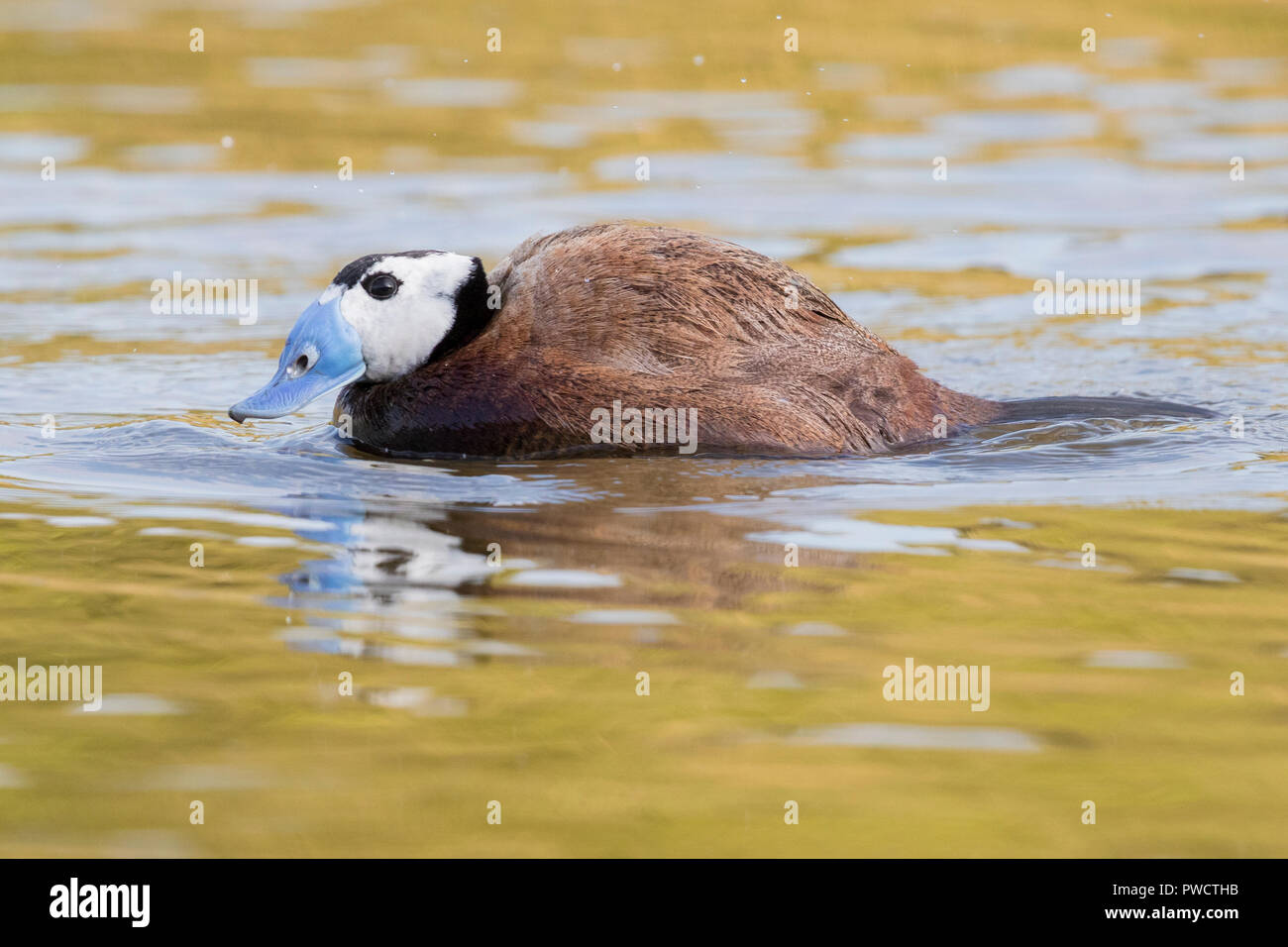 White-headed Duck (Oxyura leucocephala), Seitenansicht eines männlichen Erwachsenen in einem See Stockfoto