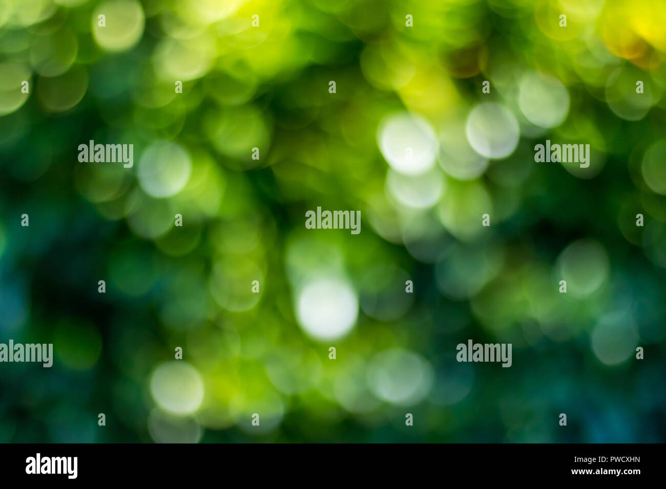 Grüne bokeh Hintergrund in einem Garten, an einem sonnigen Tag. Grün bokeh Pattern, abstrakte Textur Stockfoto