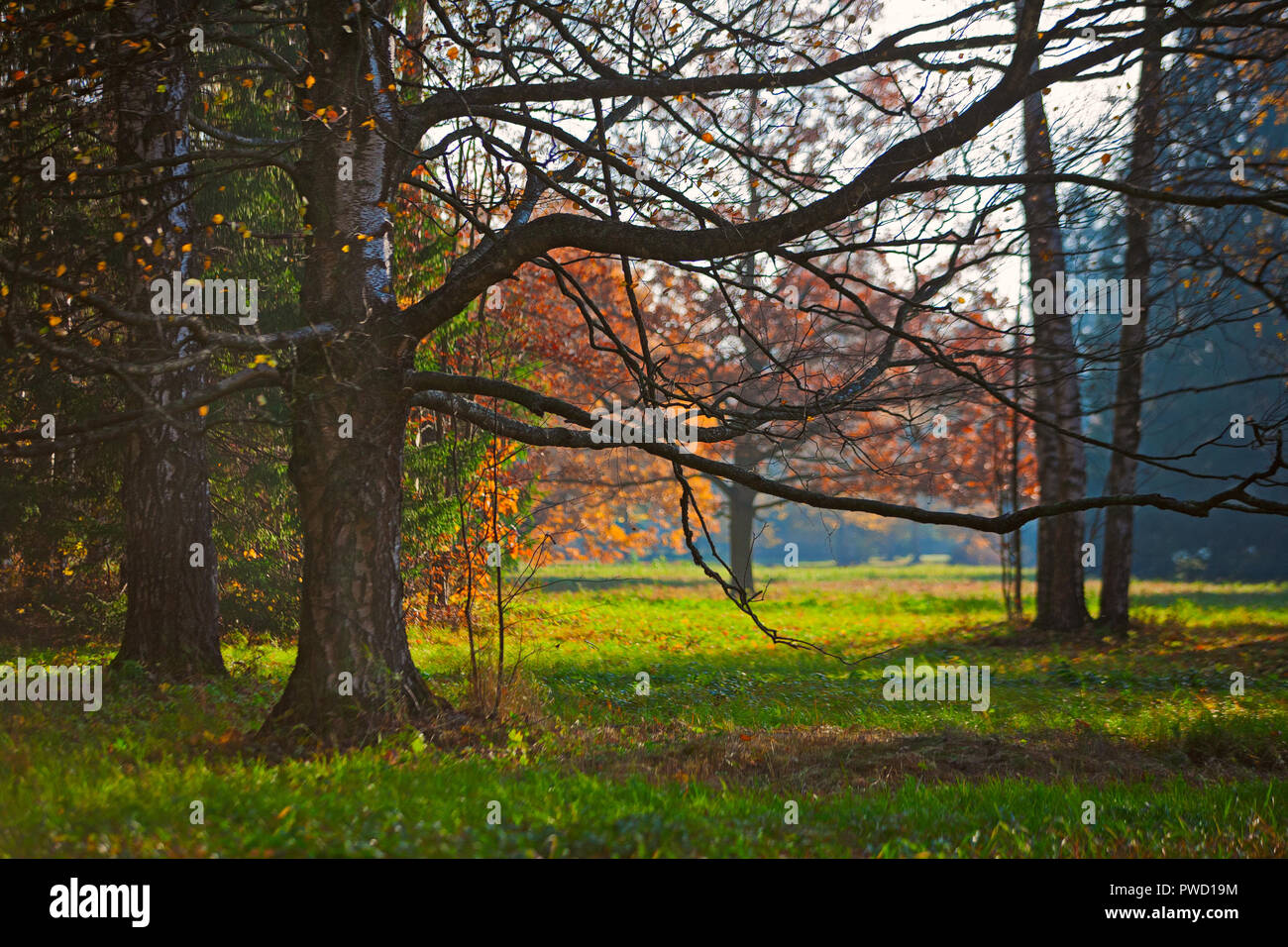 Pavlovsky Park. "Indian Summer" Stockfoto