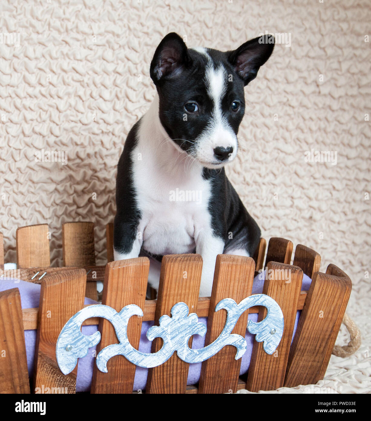 Schwarz Basenji hund welpe sitzt in den Korb Stockfoto