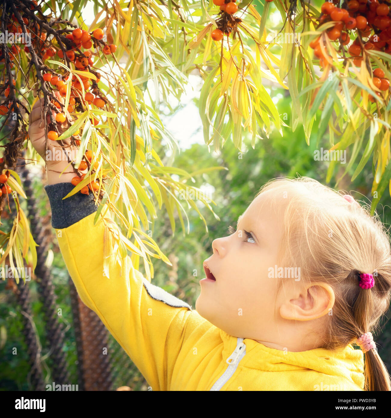 Kleines Mädchen baby im gelben Overall Anzug mit blonden Haaren sammelt und beißt sich frisst saisonale Sanddorn Beeren. Ernte im Herbst Garten Stockfoto