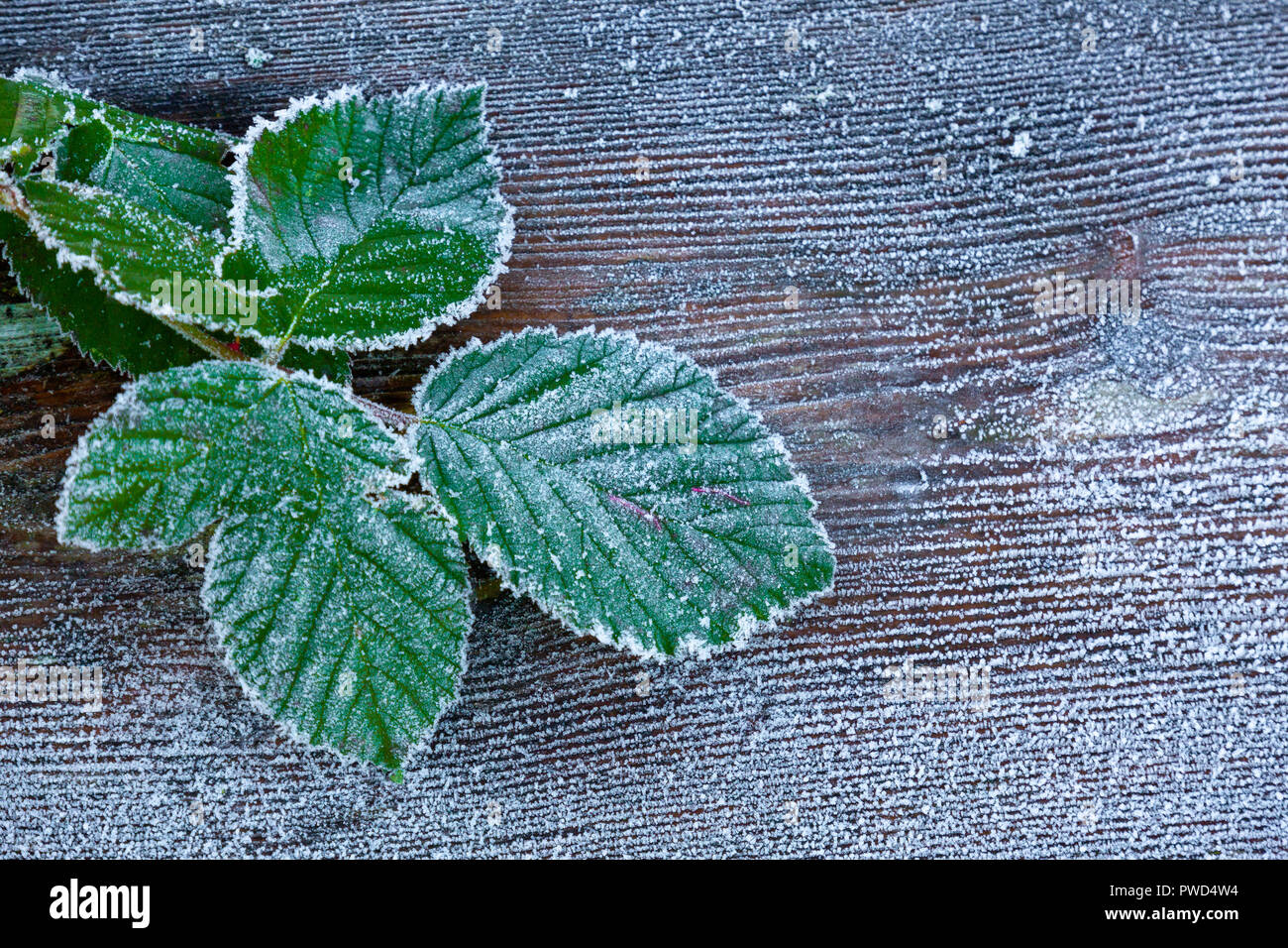 Blätter in sehr frühen Morgen Winter nach einem schweren Frost, mit Raum für zusätzliche Text oder Grafiken. Stockfoto