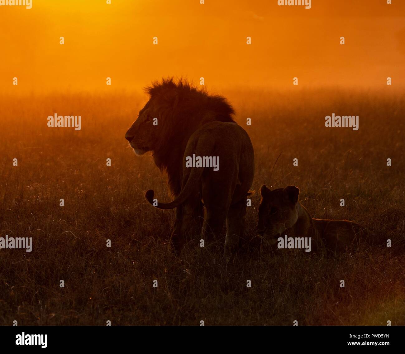 Schöne afrikanische Tierwelt Stockfoto