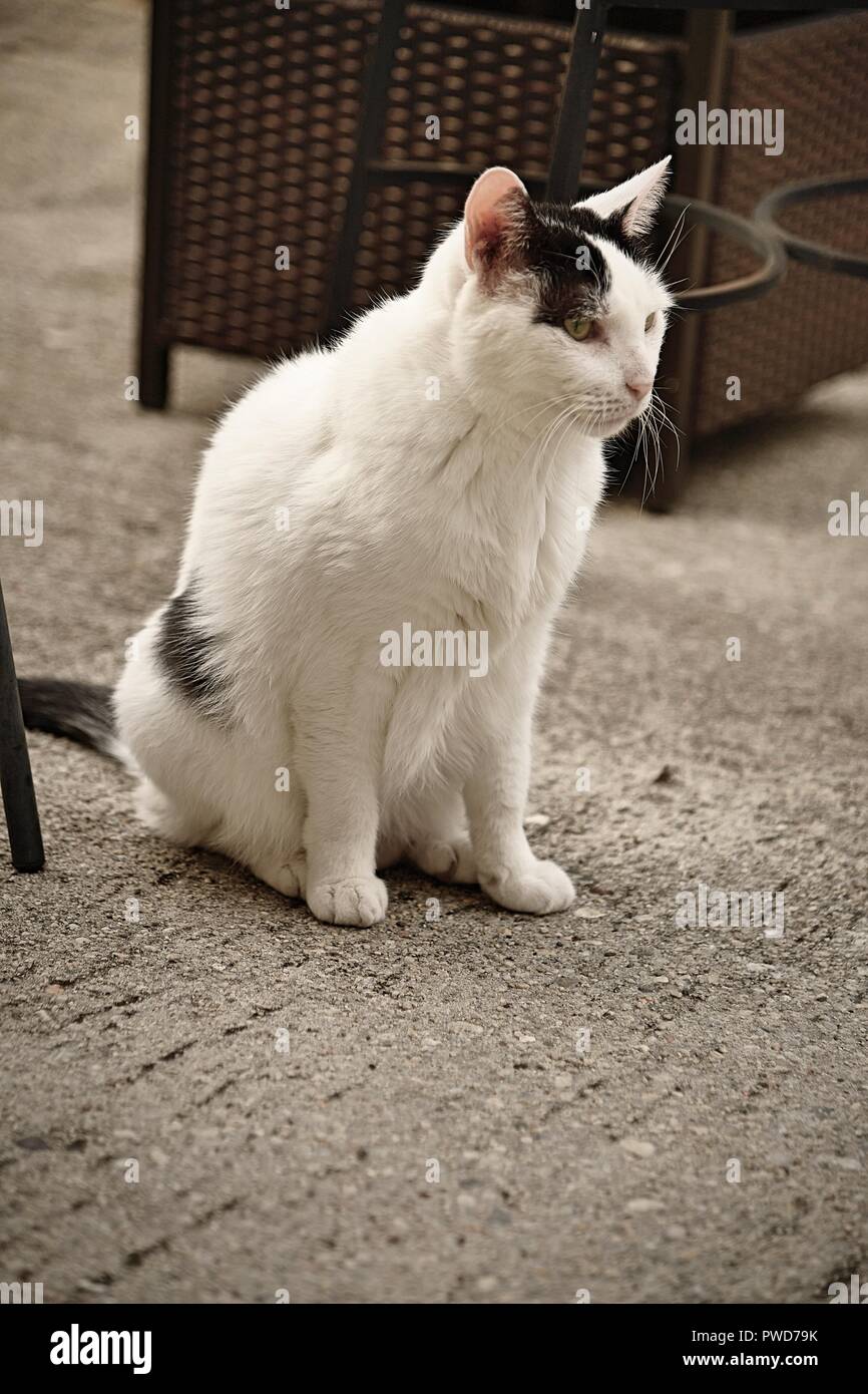 Eine Weiße Katze Mit Schwarzen Flecken Hängt Heraus Auf Der